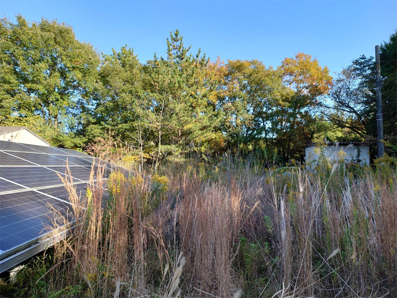 太陽光発電所の草刈り