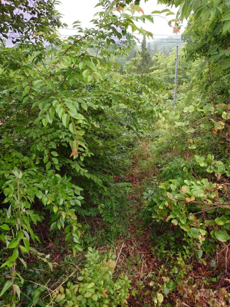 発電所周り伐採