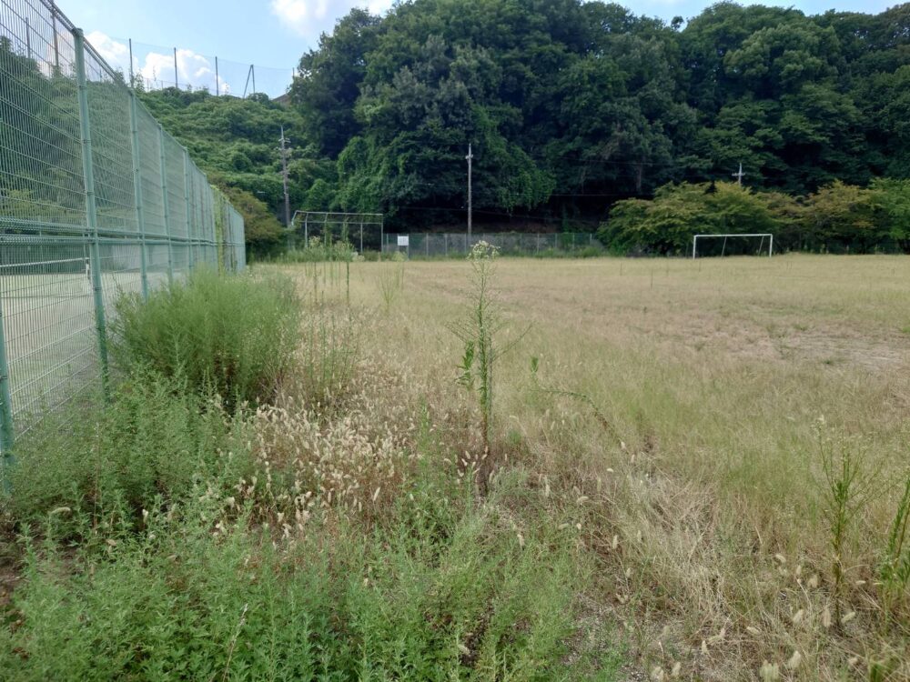 グラウンド 草刈り草撤去