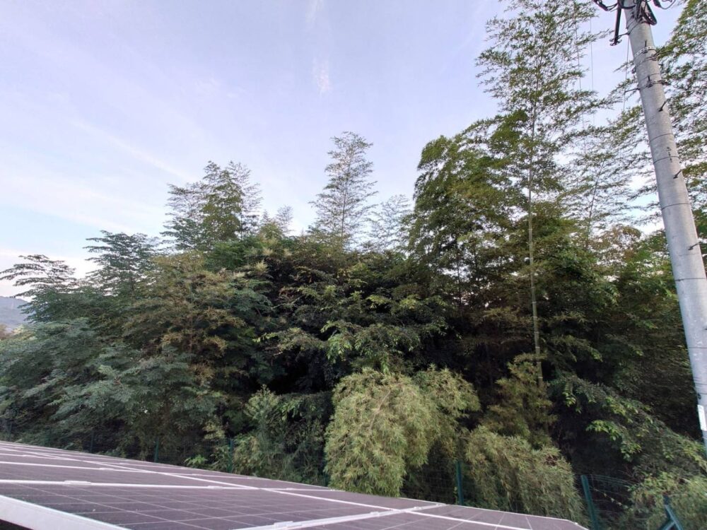 発電所フェンス外 伐採