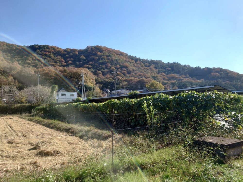 発電所内草刈り及びフェンスツル撤去